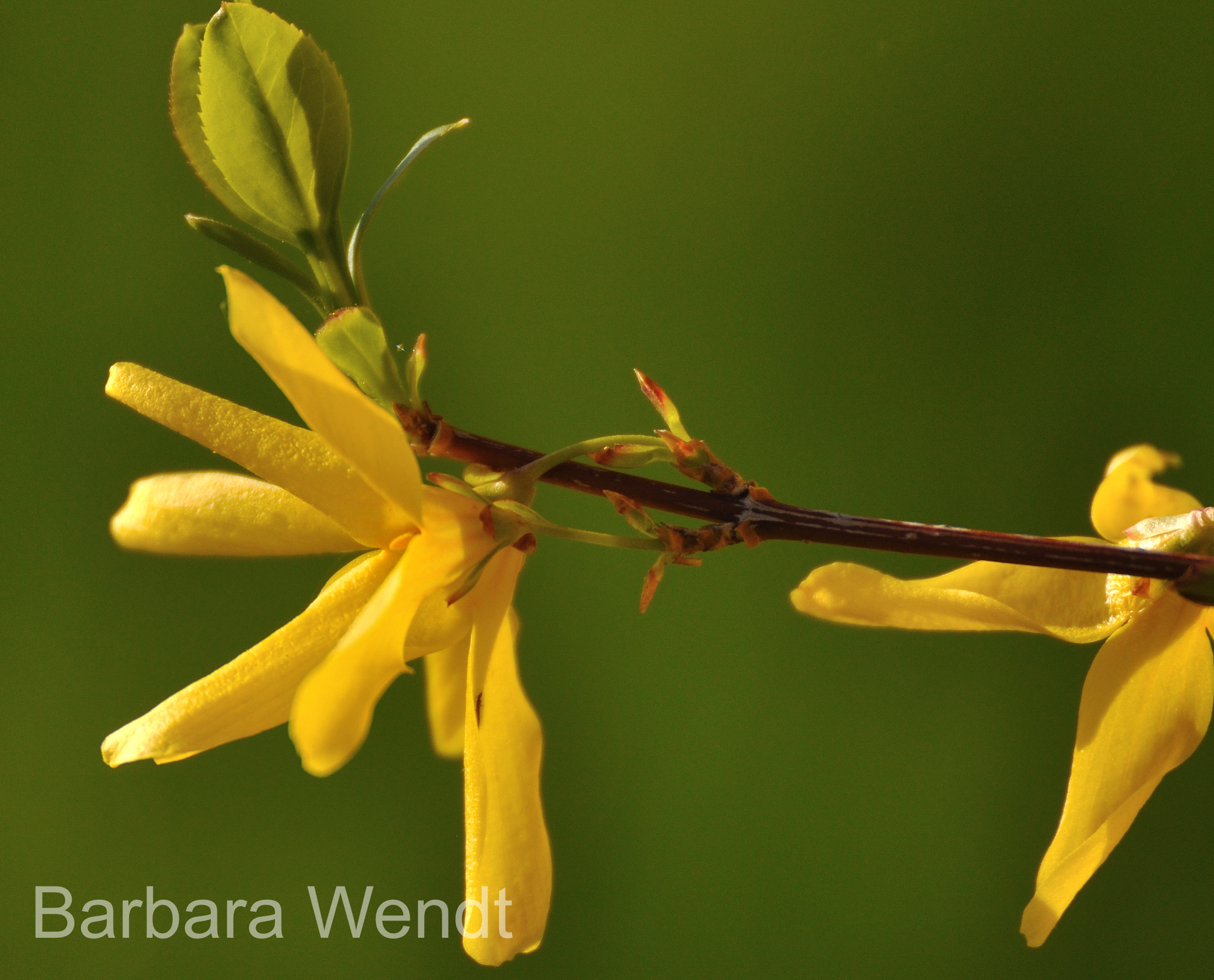 Forsythia In Bloom (user submitted)