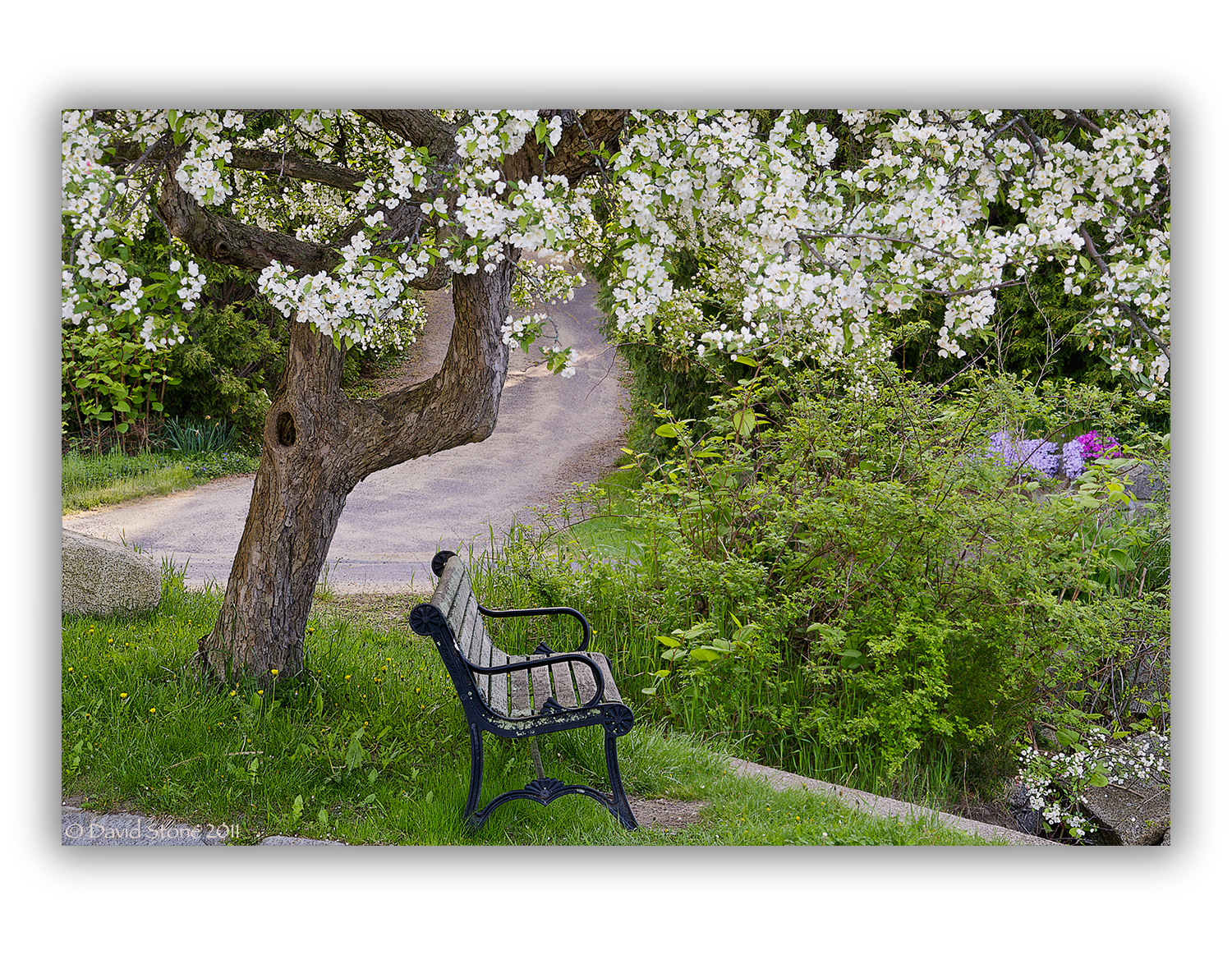 Blossoms And Bench (user submitted)