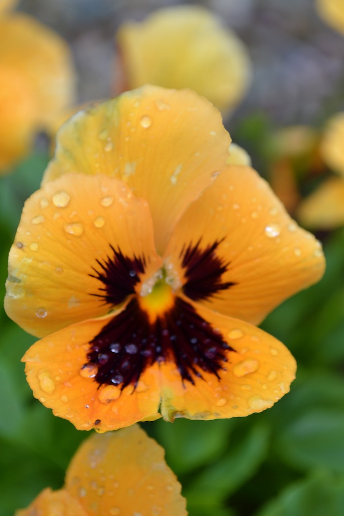 A Springtime Pansy (user submitted)