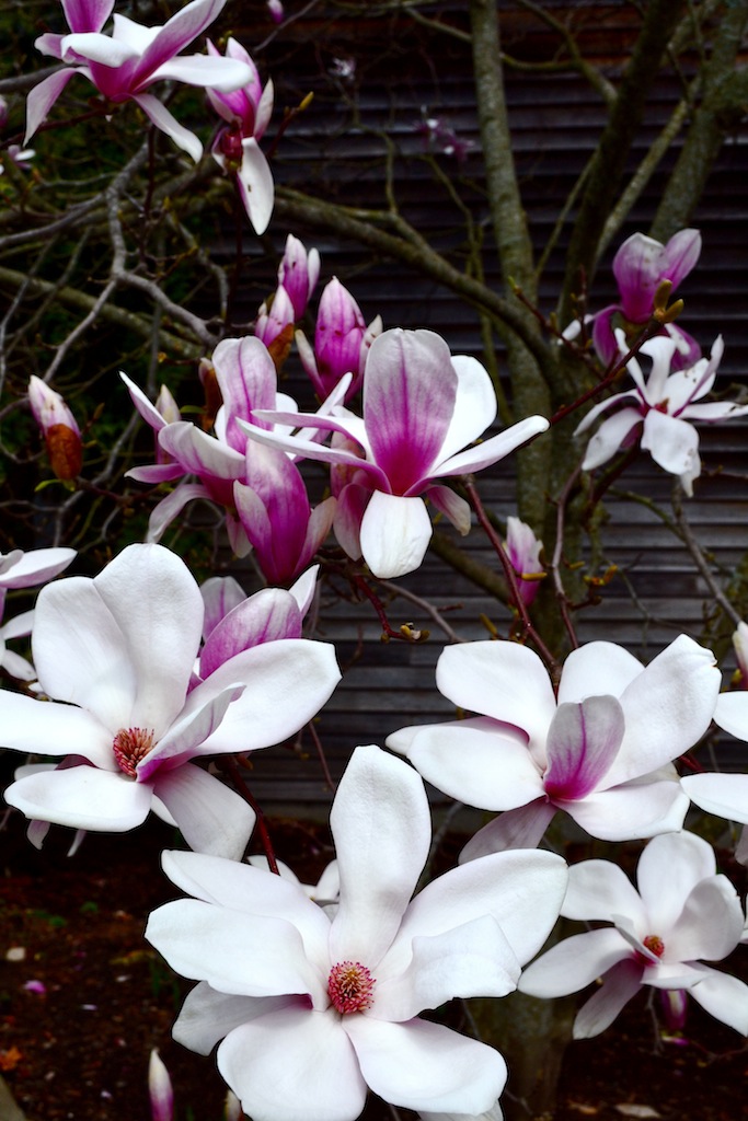 Magnificent Magnolias  (user submitted)