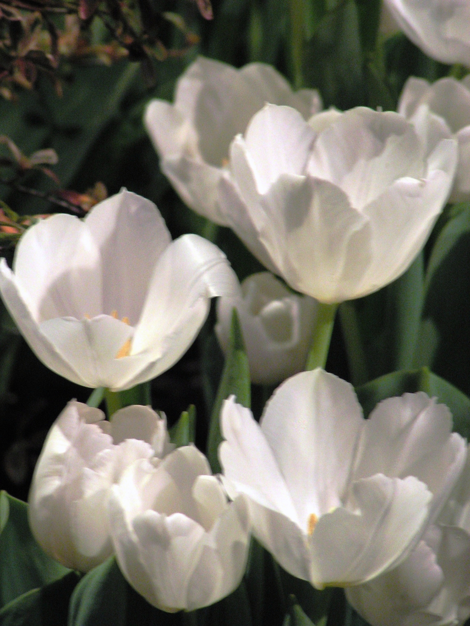 White Tulips (user submitted)