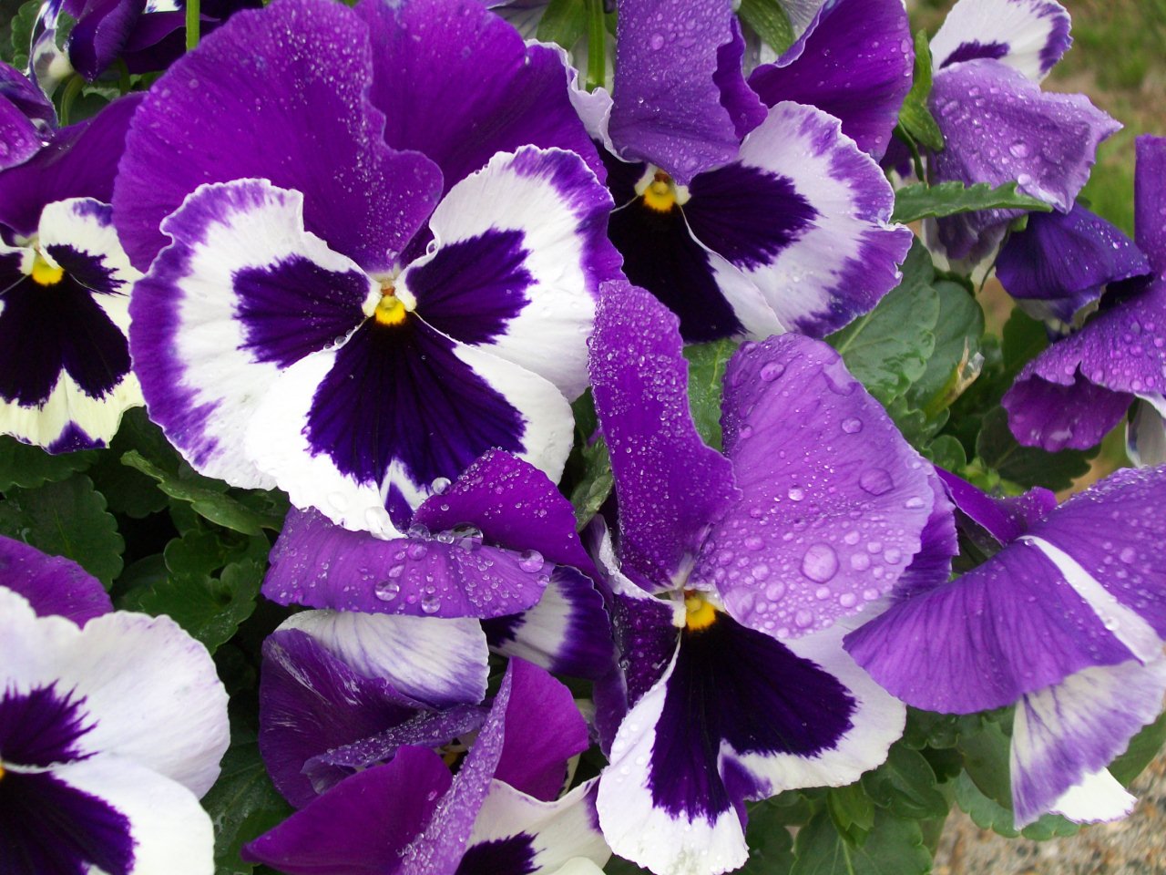 Purple Pansies - New England