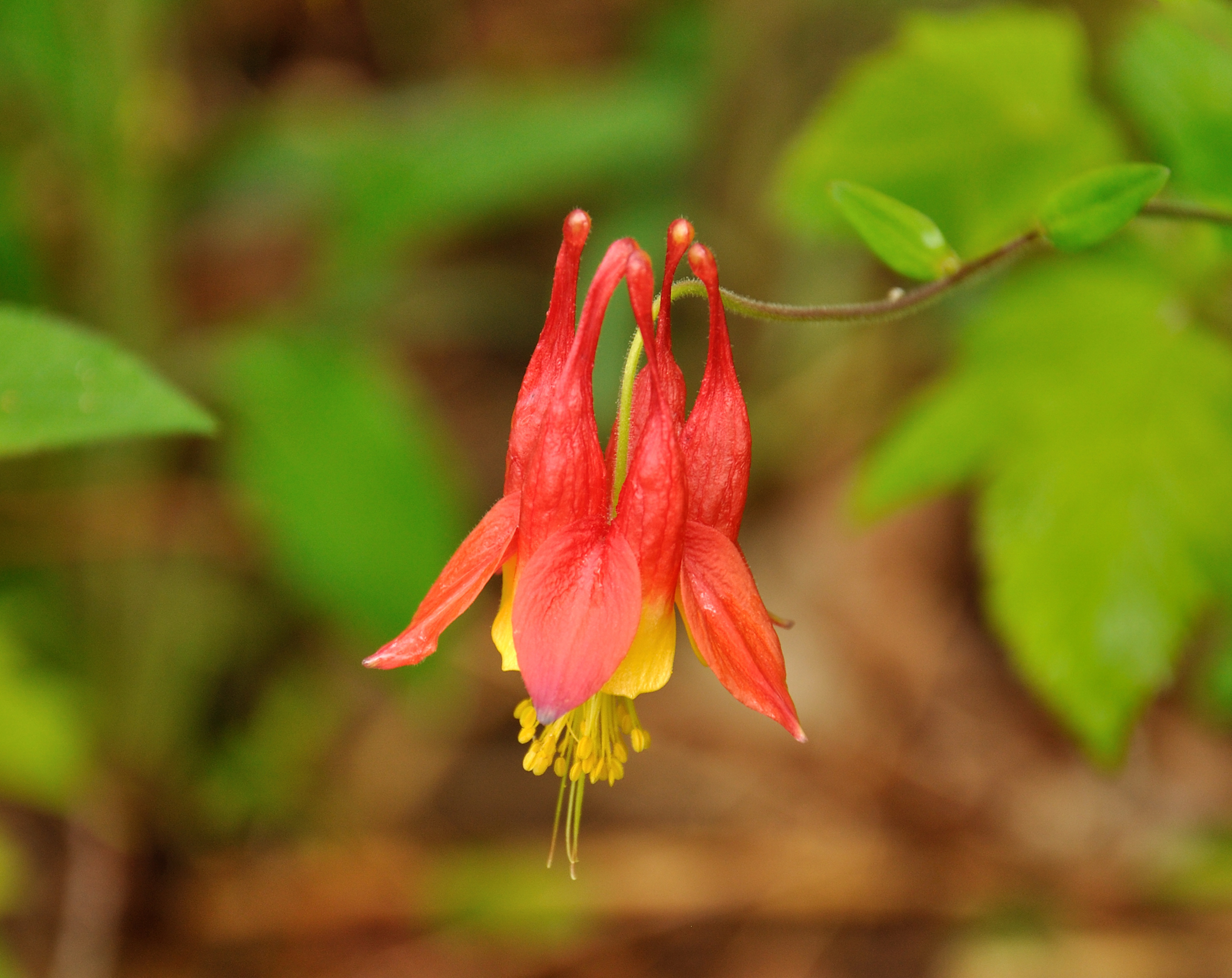 Wild Columbine (user submitted)