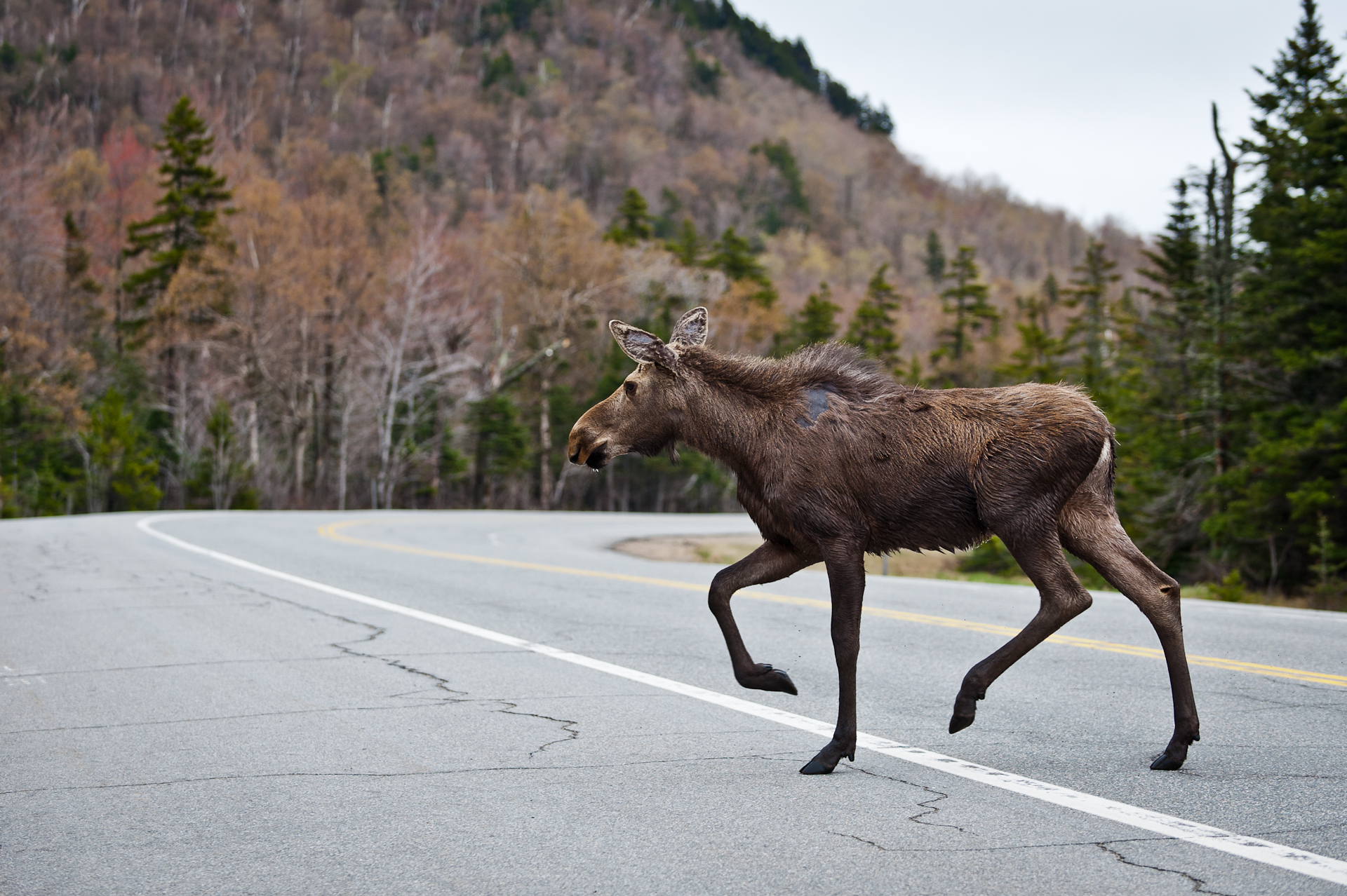 Moose Heading Up The Mountain (user submitted)