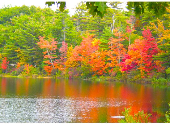 Exquisite Nh Foliage In 3-d (user submitted)