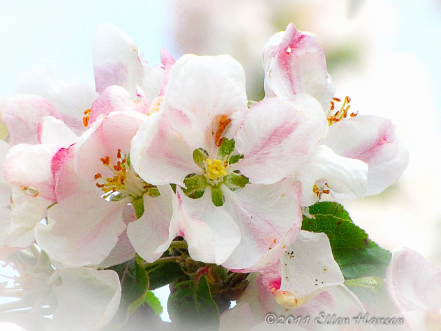Apple Blossoms Of Spring (user submitted)