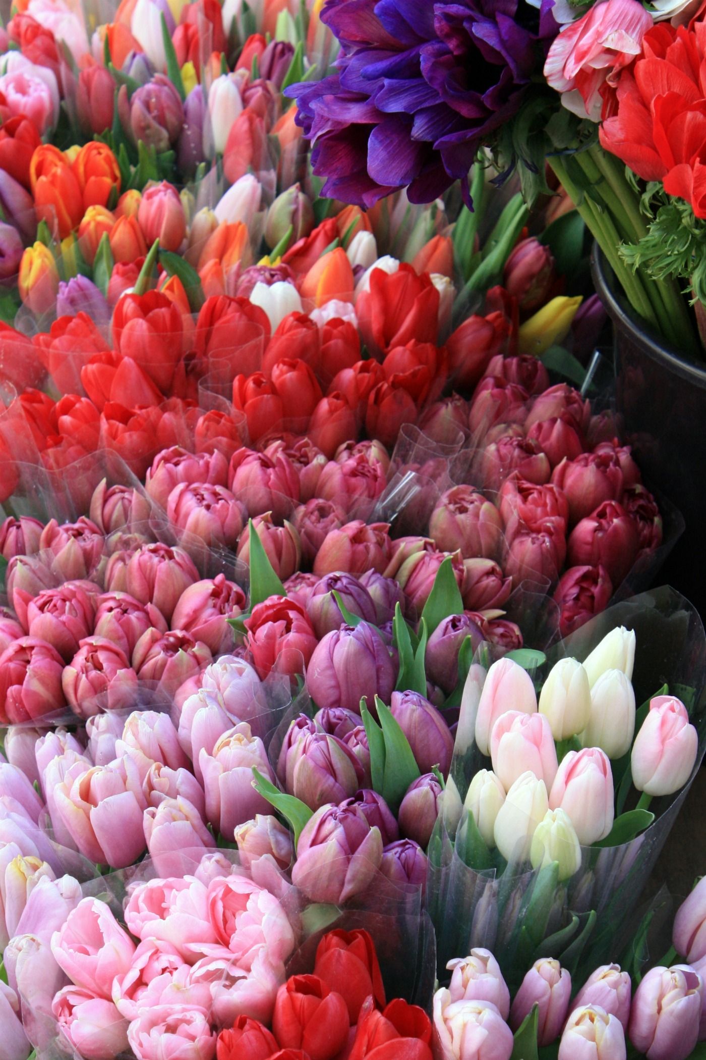 Tulips For Sale - New England