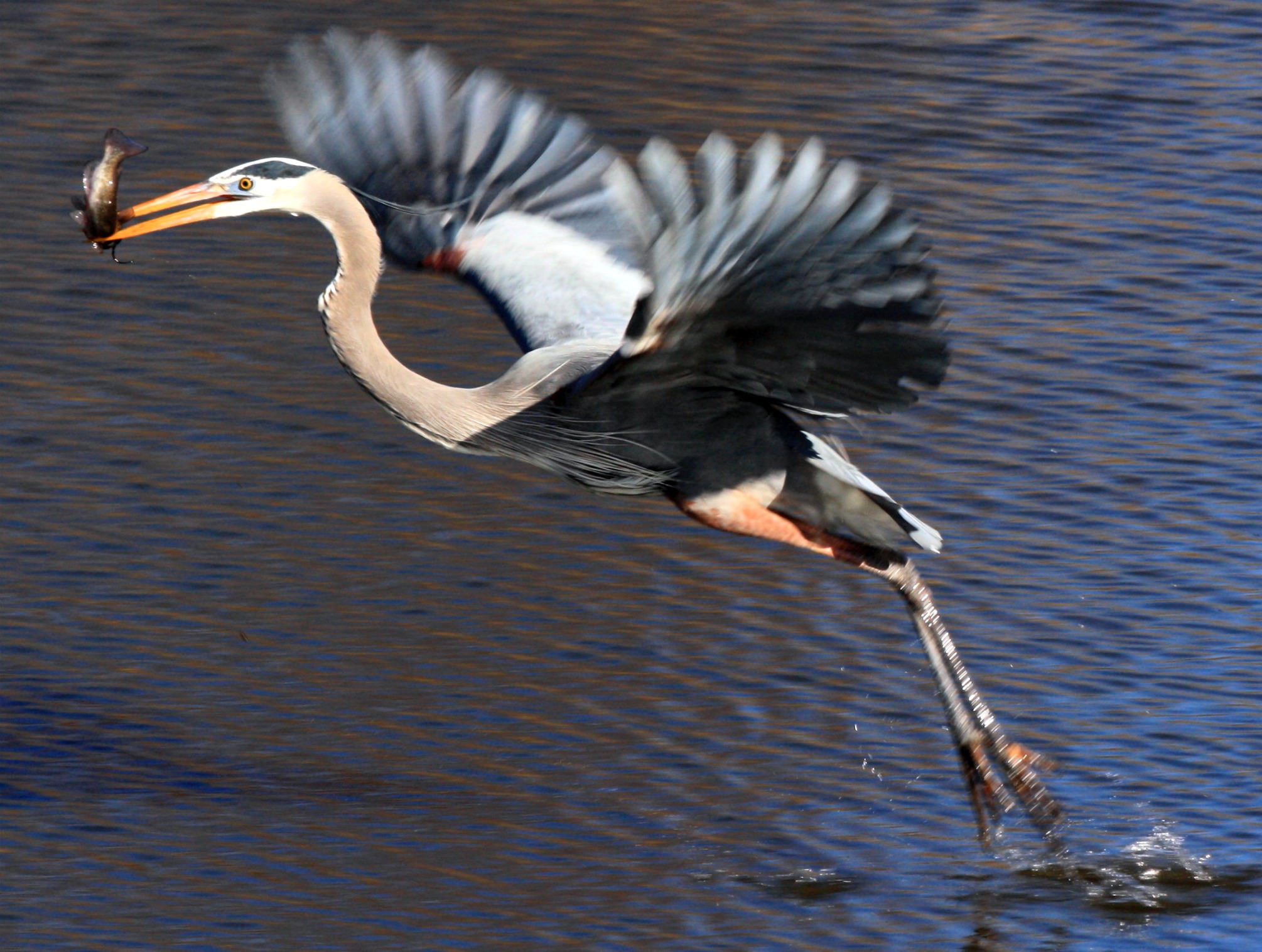 Heron Taking Off (user submitted)
