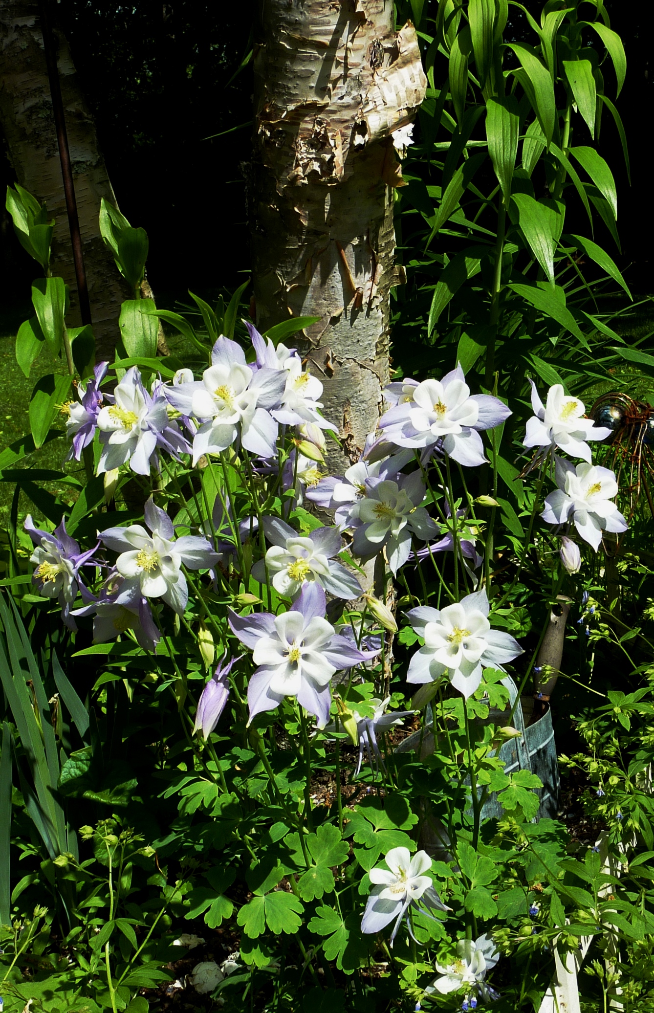 Beautiful Bluish Columbine Blooms (user submitted)