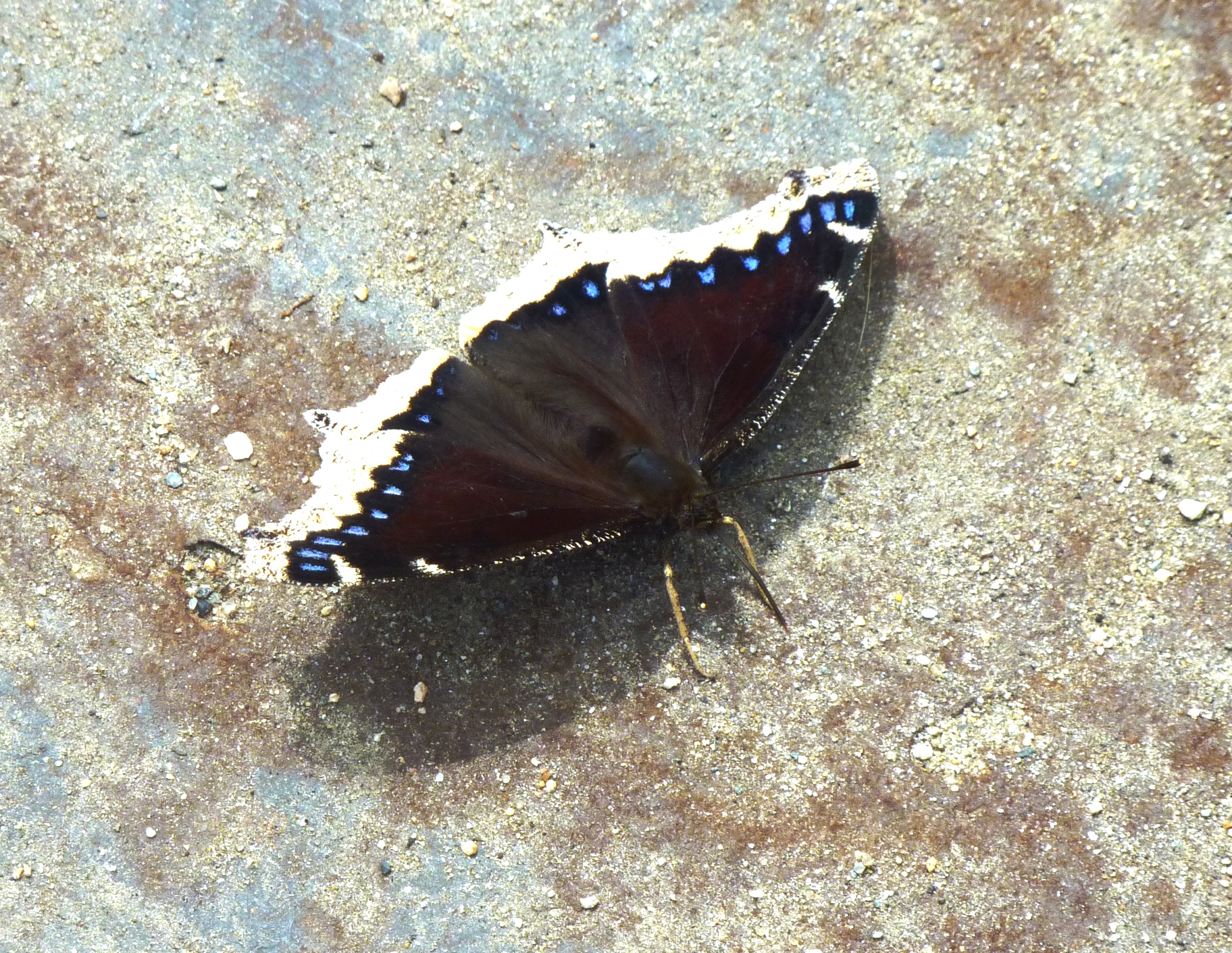 Mourning Cloak Butterfly (user submitted)