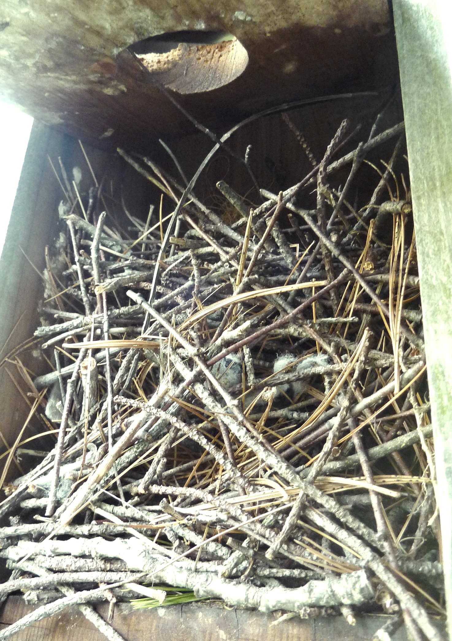 Wren Nest Protective Twigs (user submitted)