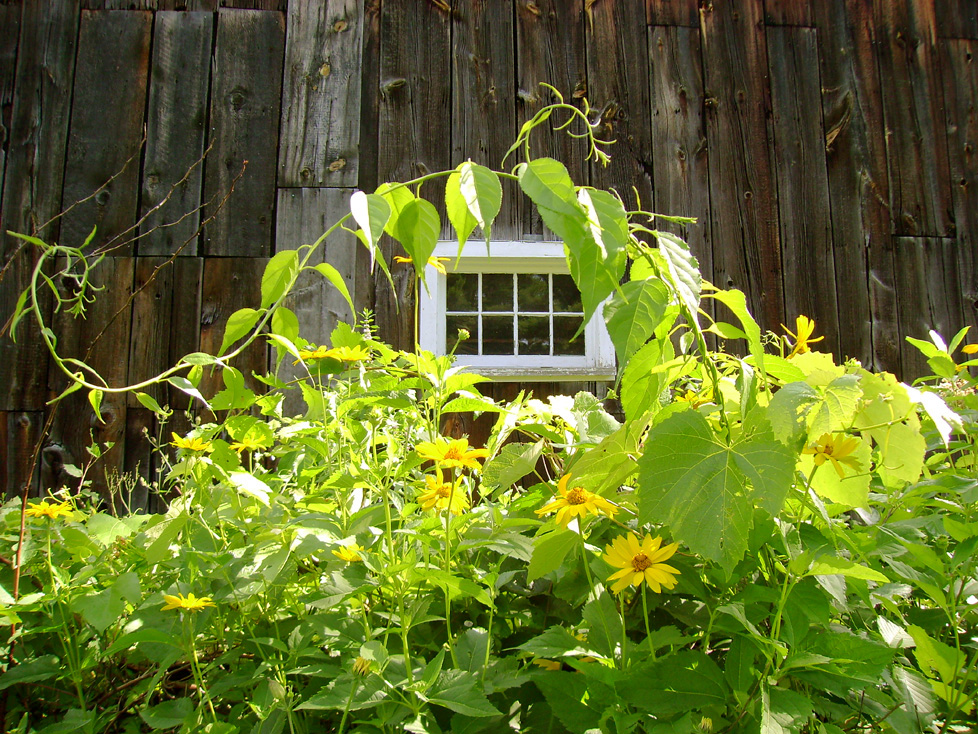 Barn Flowers (user submitted)