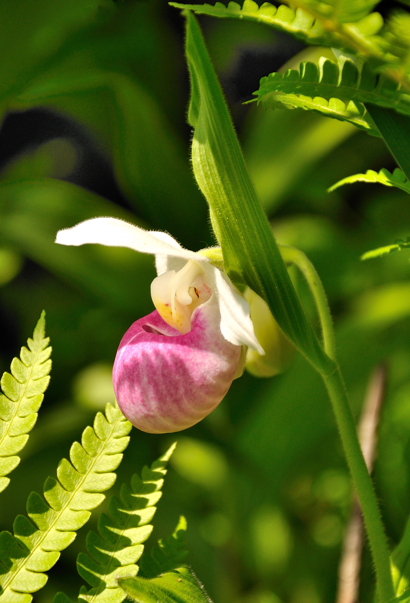 Showy Ladyslipper (user submitted)