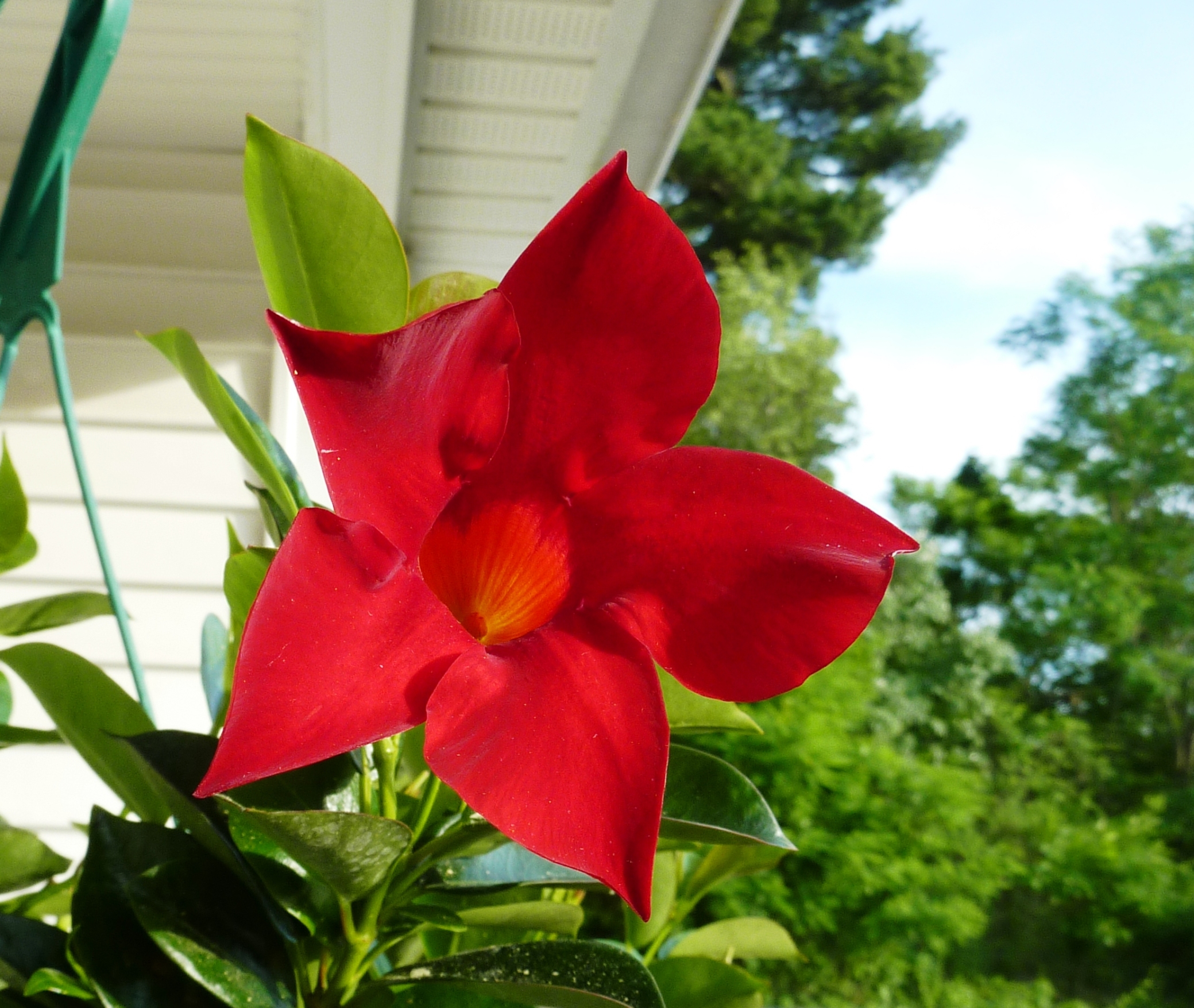 Vibrant Trumpet Vine Bloom New England