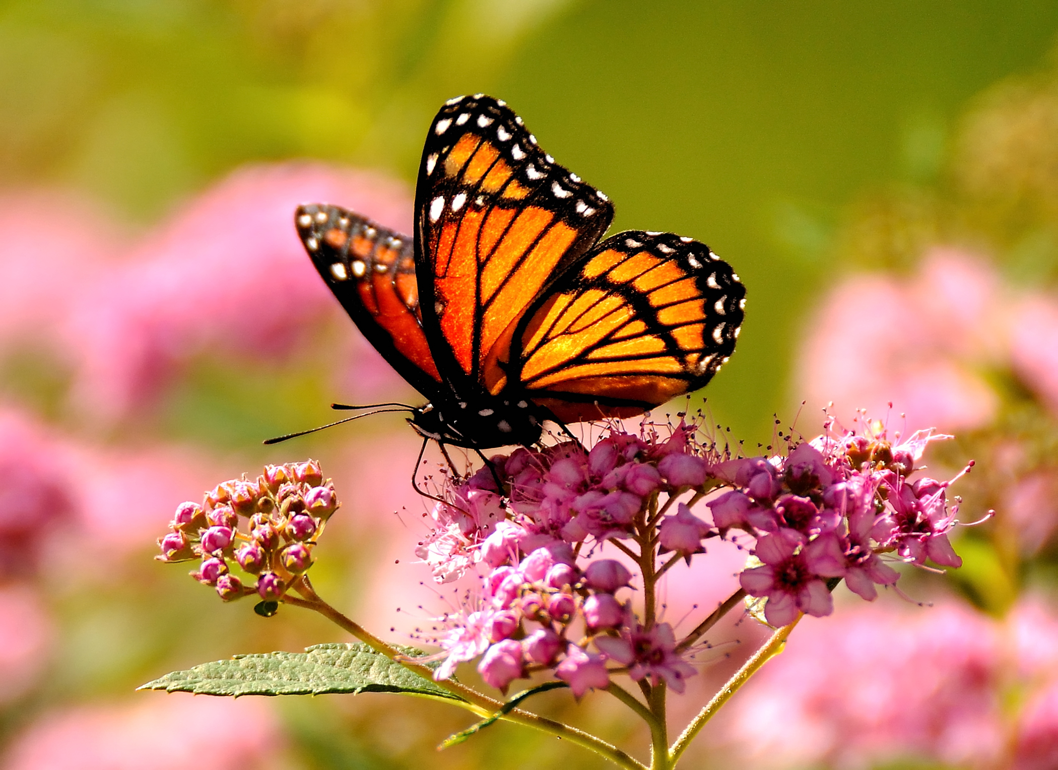 June Butterfly (user submitted)