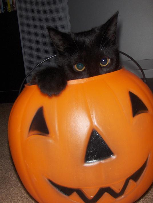 Salem On Halloween (user submitted)