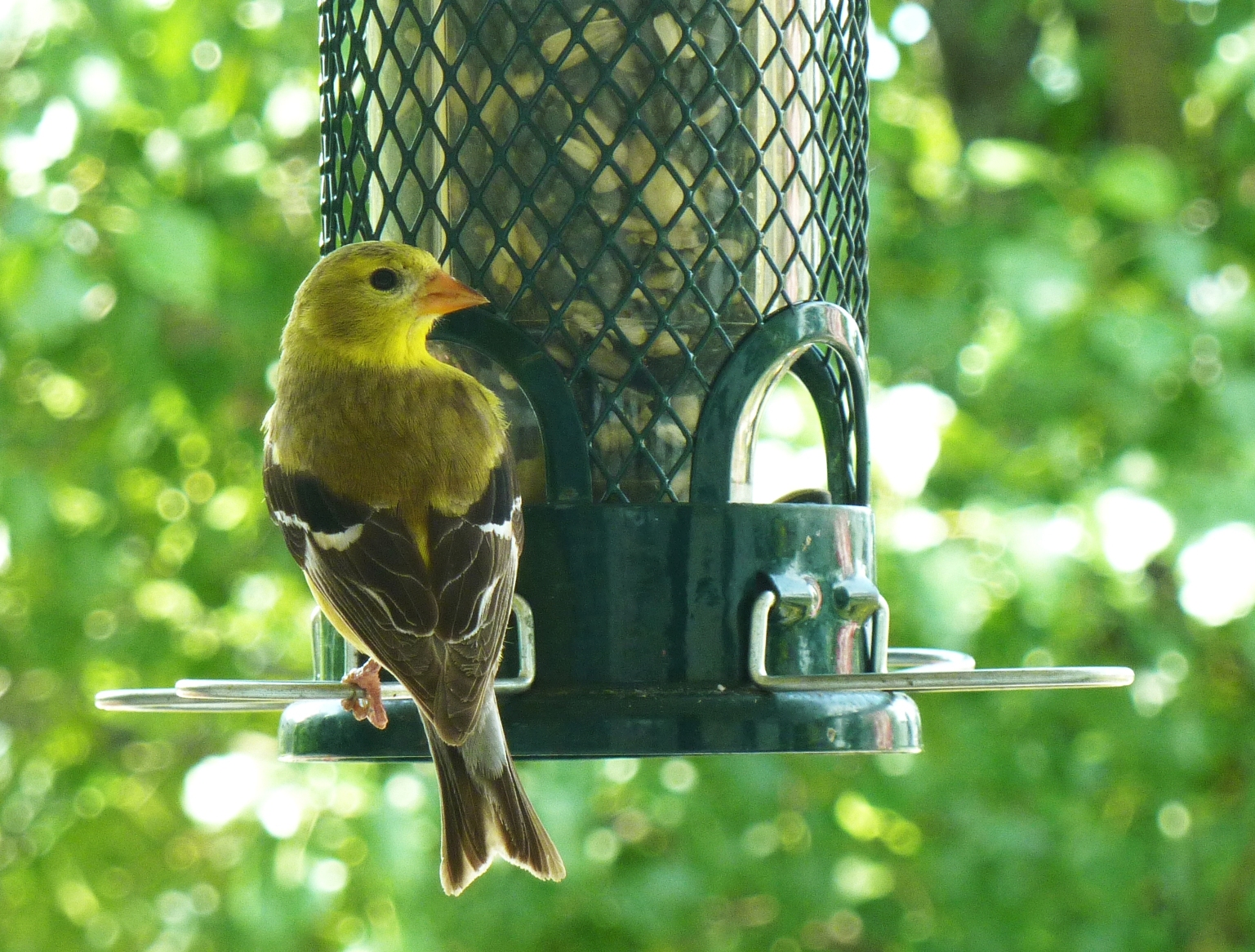 Mrs. Goldfinch (user submitted)