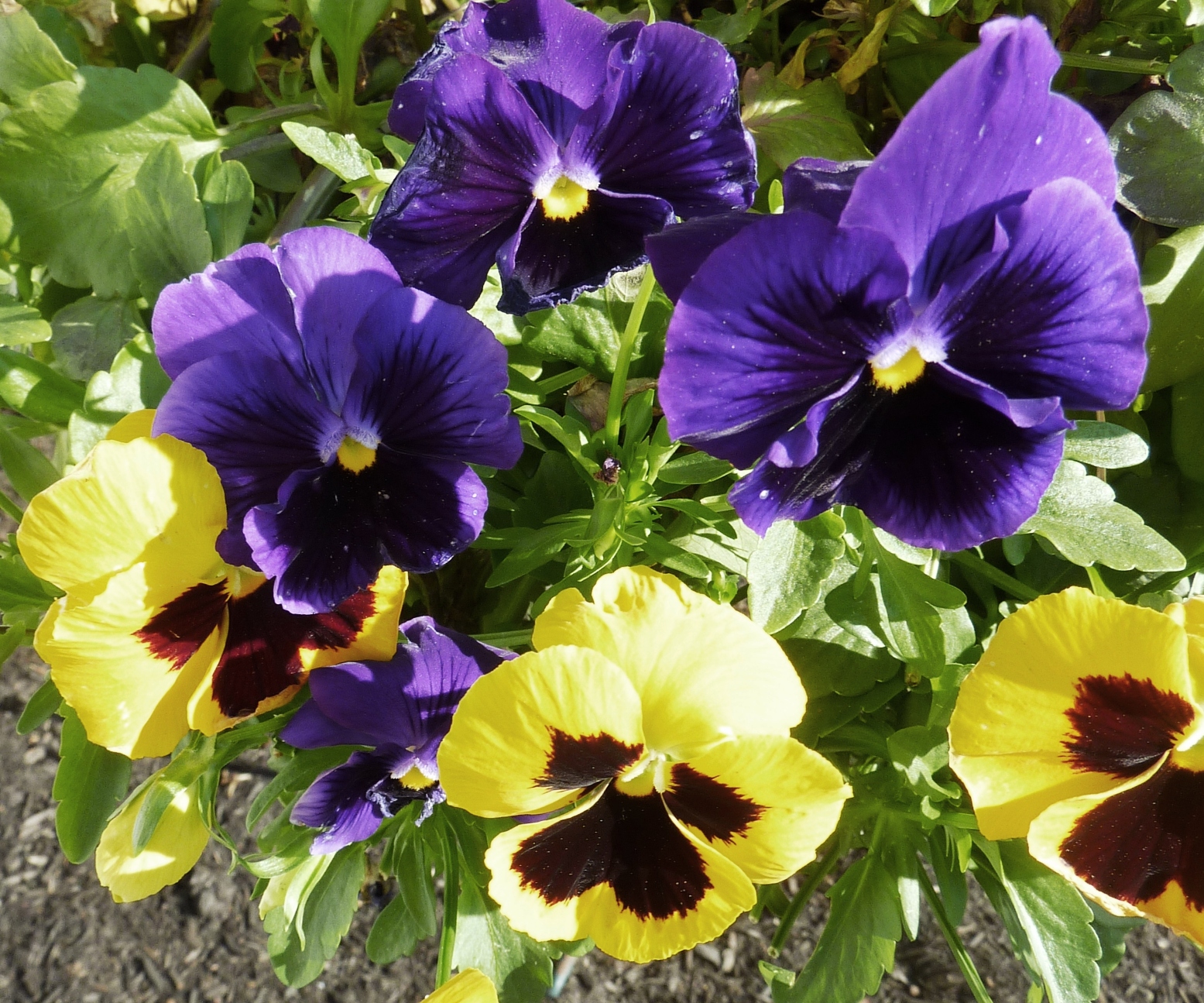 Pretty Pansies (user submitted)