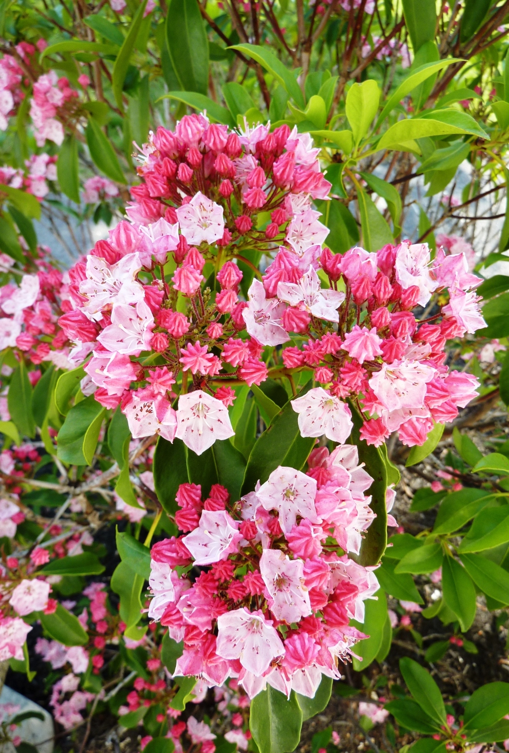 Mountain Laurel (user submitted)