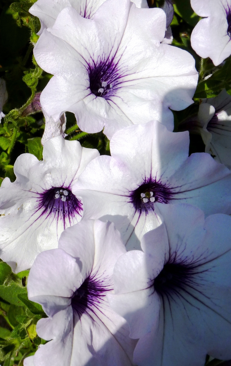 Pretty Petunias (user submitted)