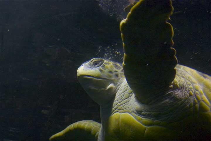 Murtle the Turtle, Boston Aquarium (user submitted)