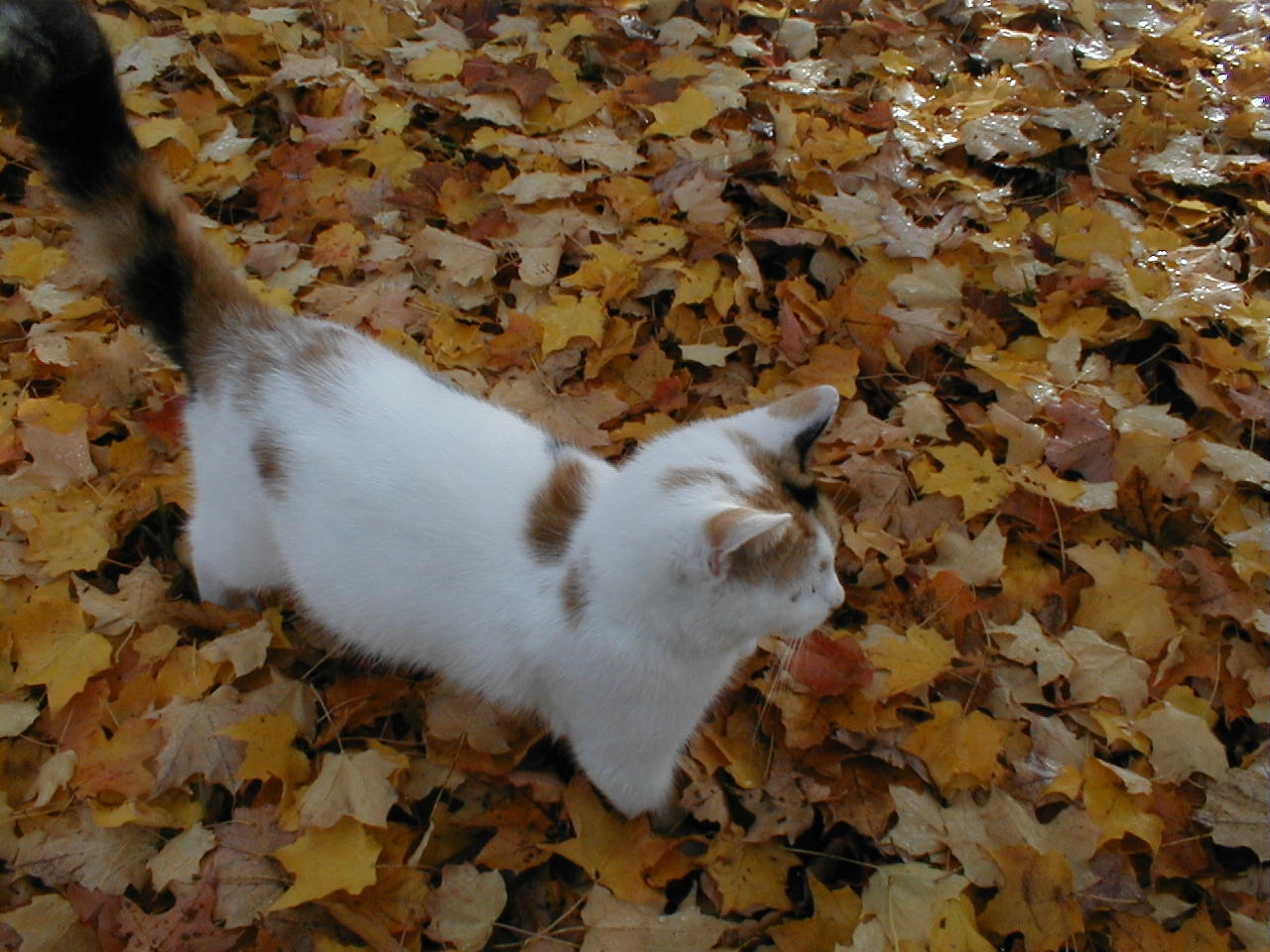 Patches Blending With Leaves (user submitted)