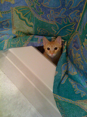 Oscar In The Tub (user submitted)