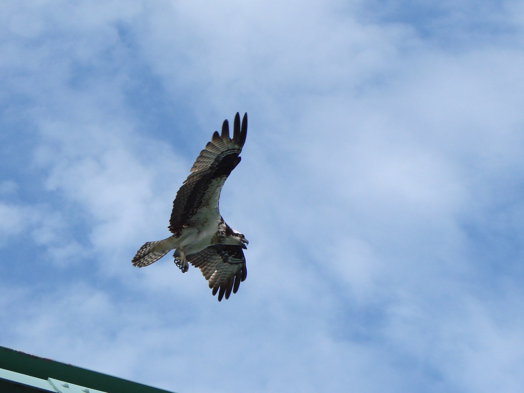Osprey In Flight (user submitted)