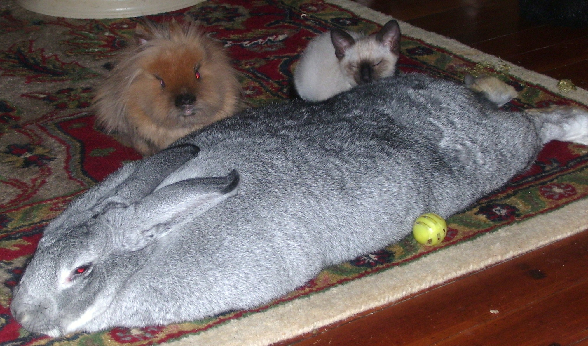 Moon Kitten With Bunny Friends (user submitted)