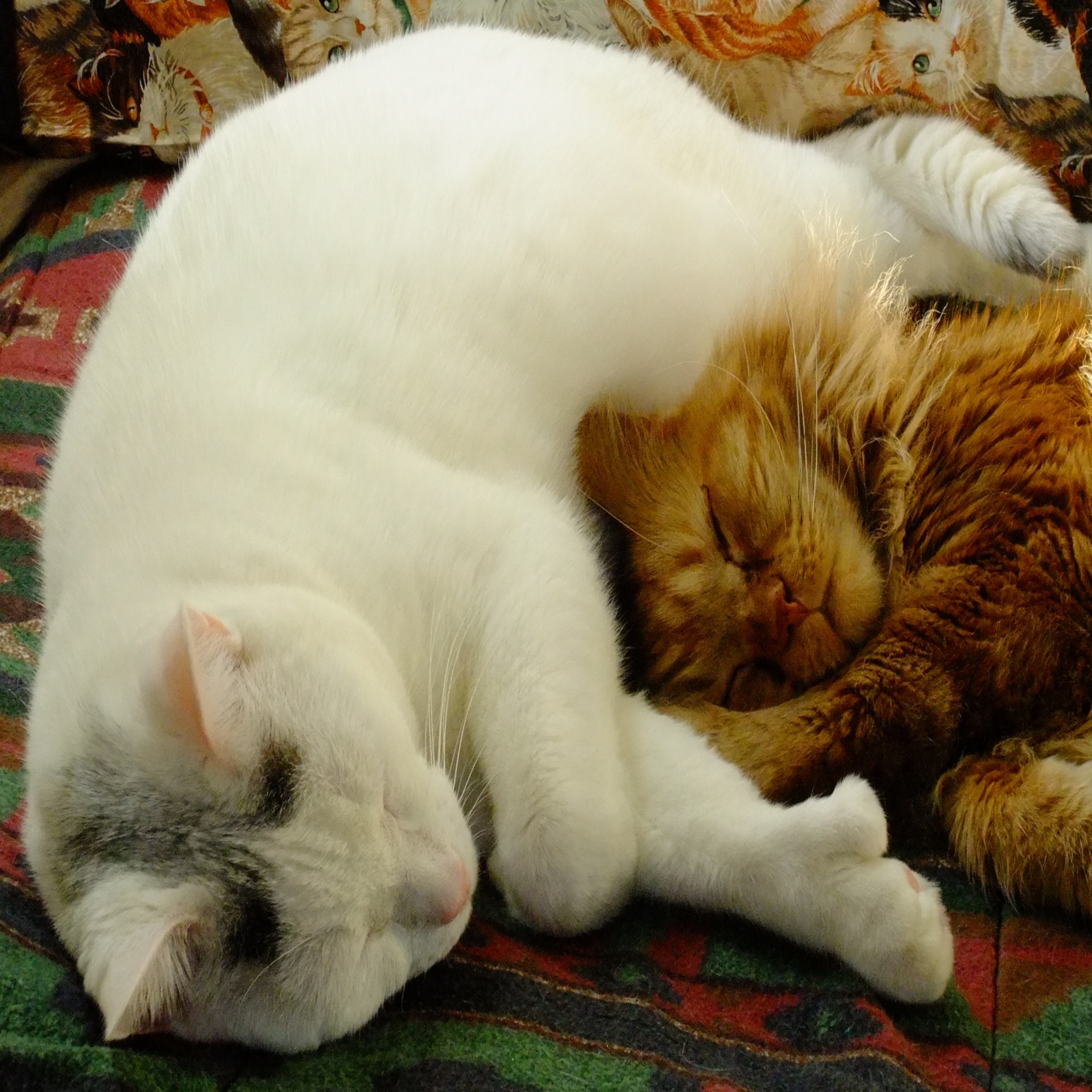 Cuddling Kitties (user submitted)