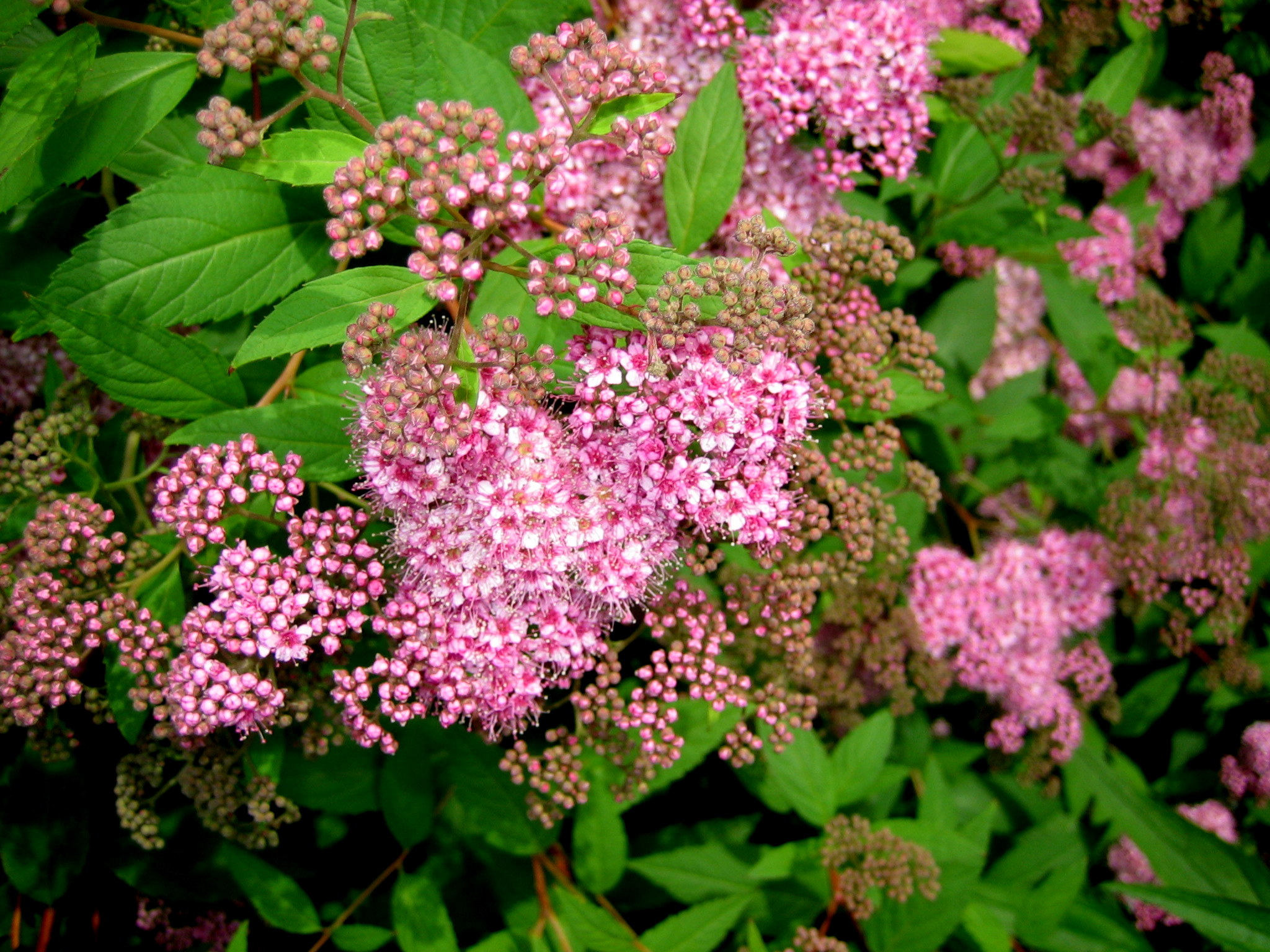 Spirea At South Church (user submitted)