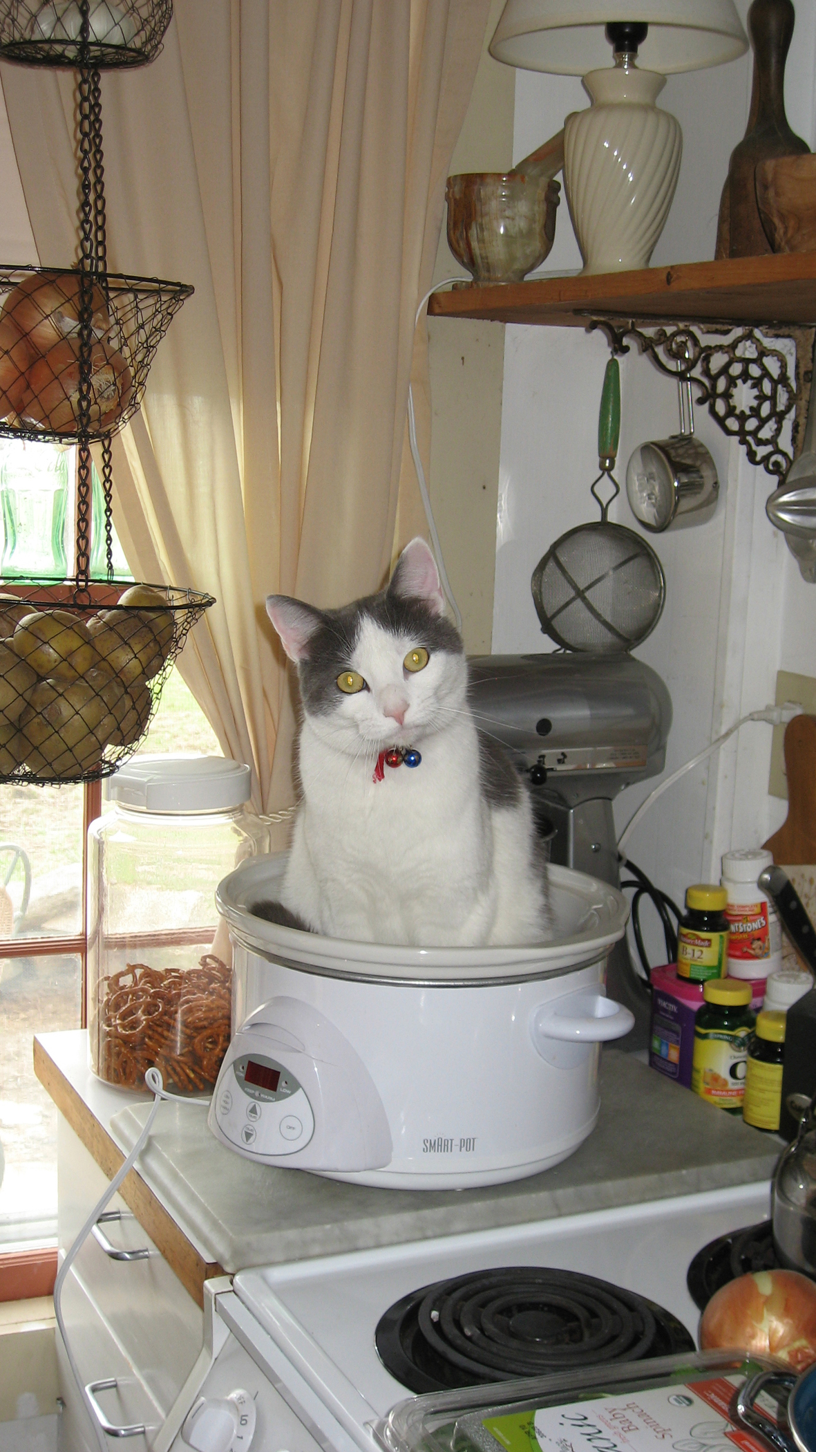 Crock-pot Kitty (user submitted)