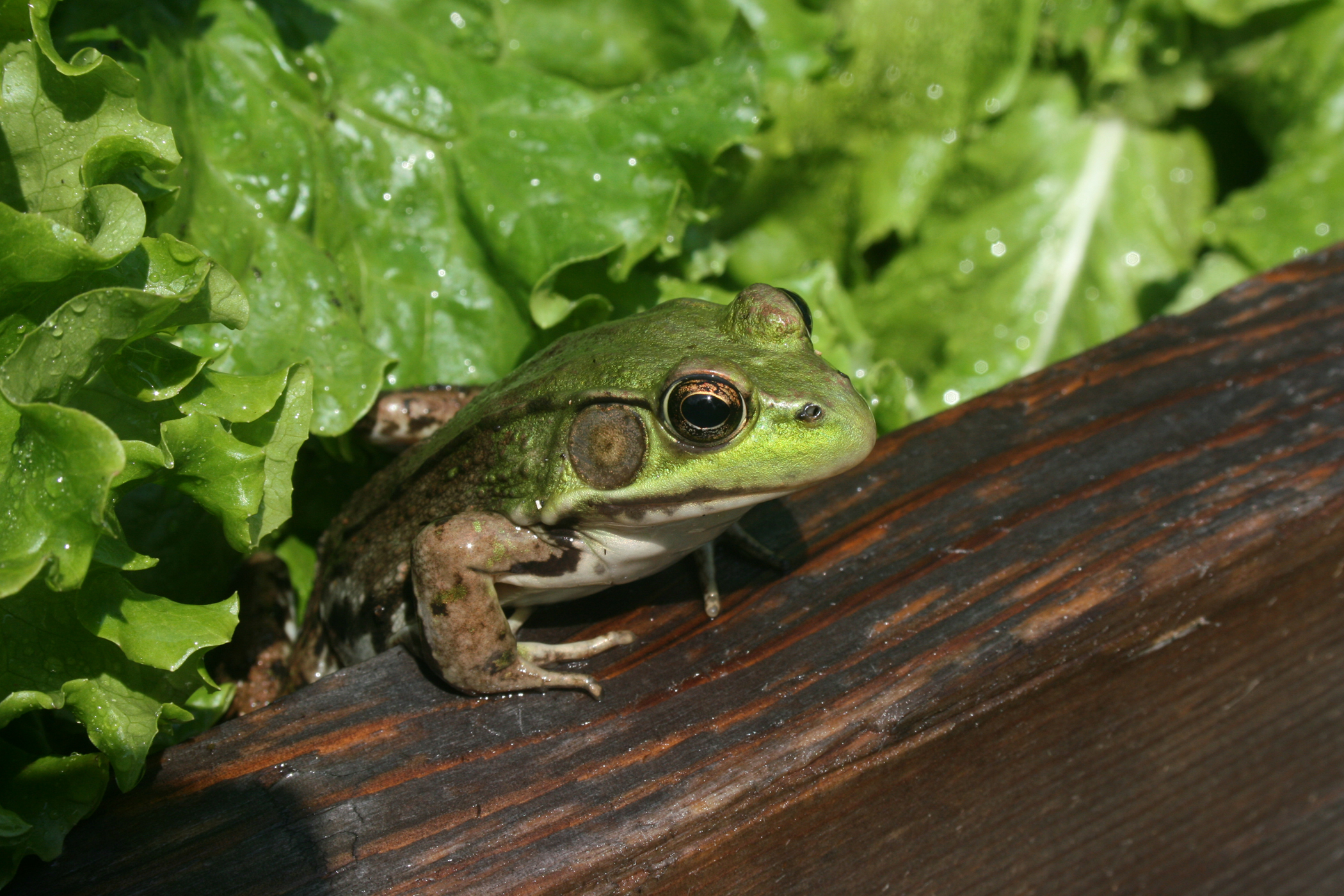 Frog In The Lettuce (user submitted)
