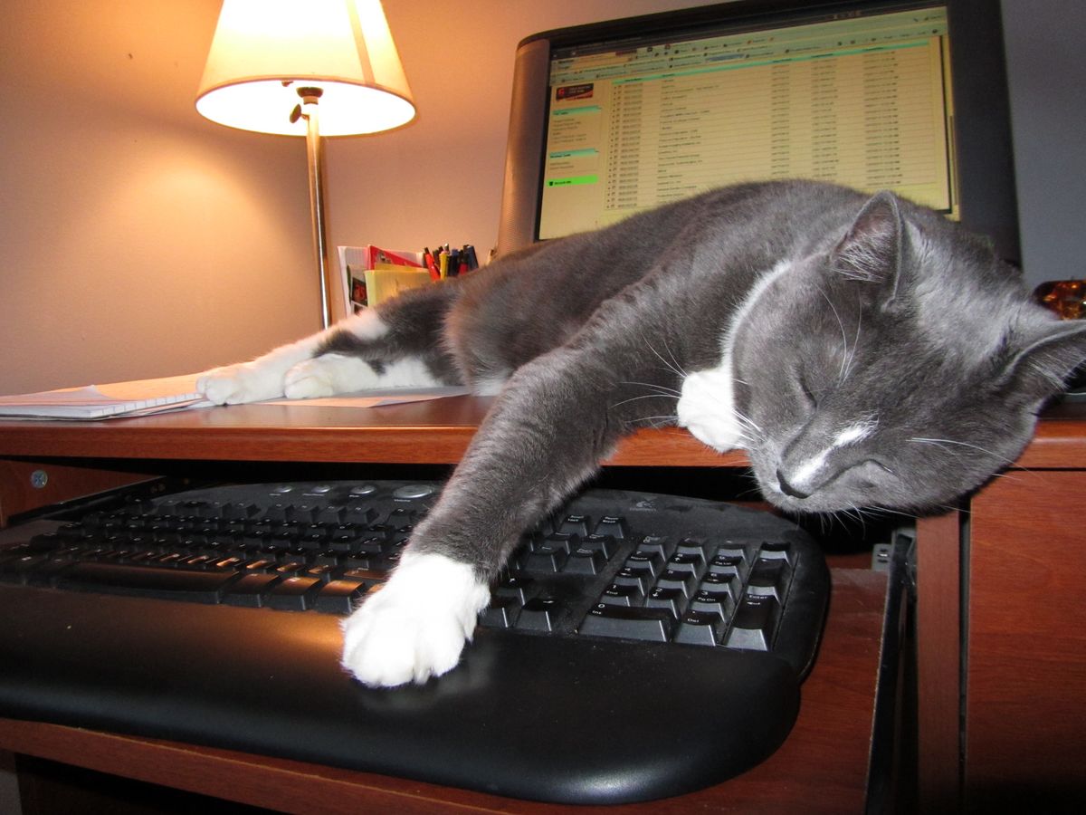 Marty-sleeping On The Job (user submitted)
