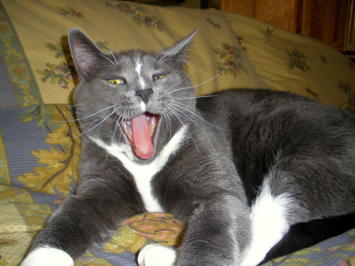 Marty-yawning (user submitted)