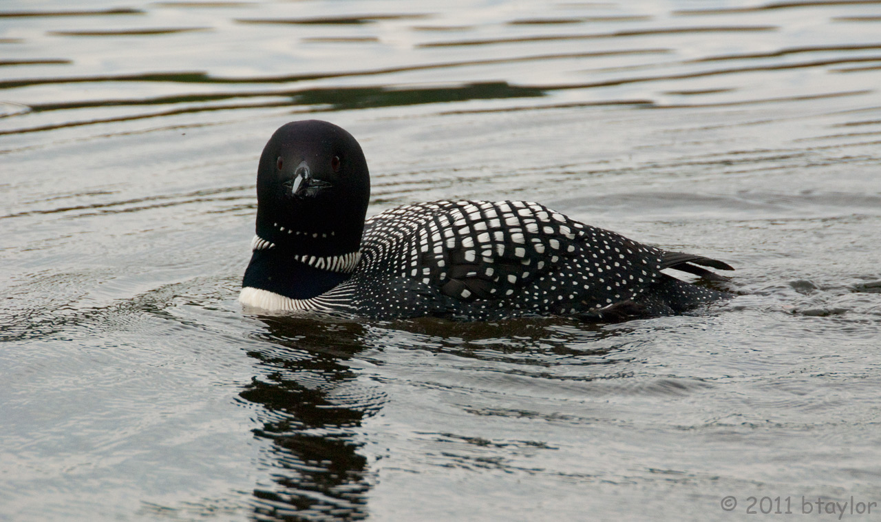 Loon (user submitted)