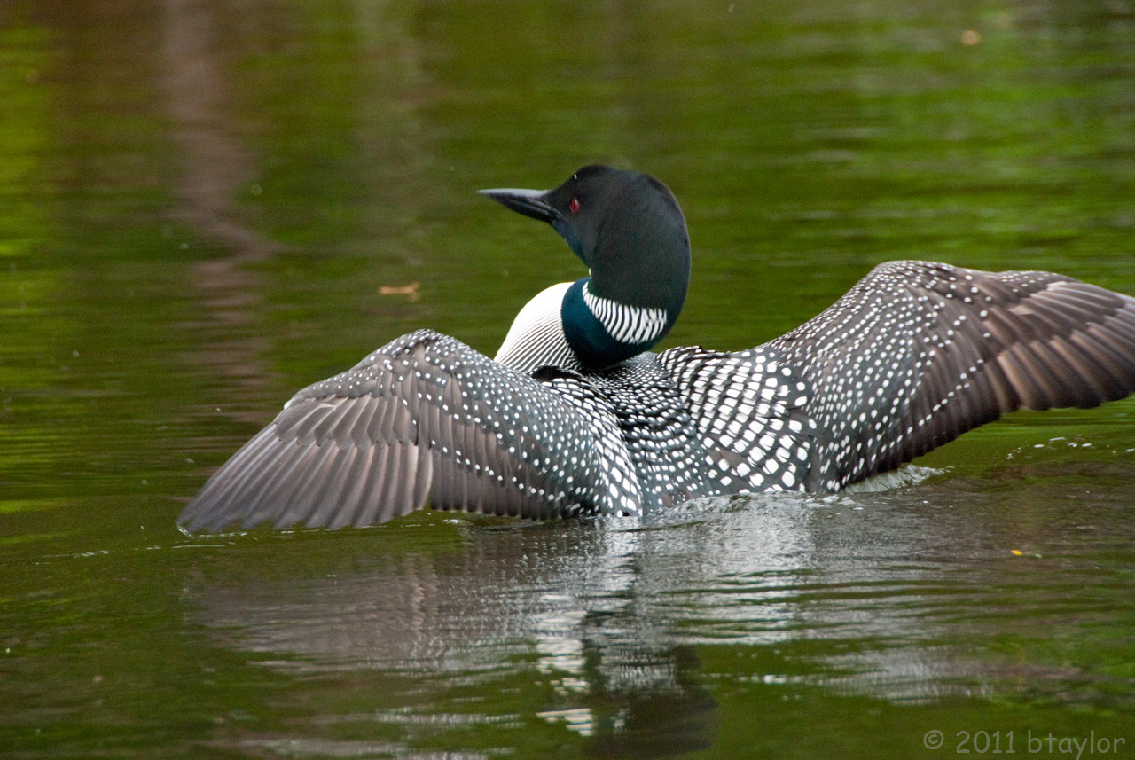 Loons (user submitted)