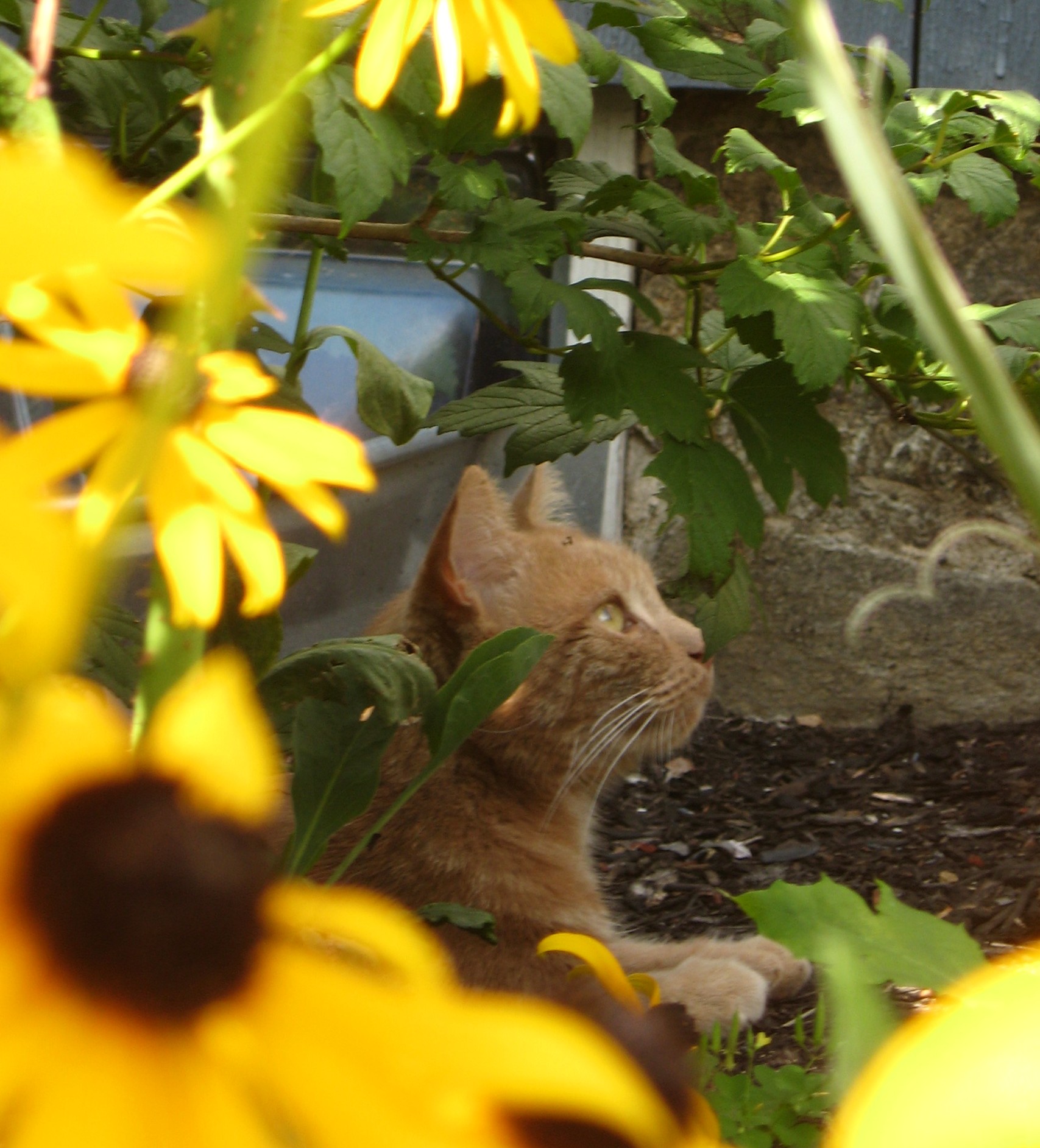 Mango And The Sunflowers (user submitted)