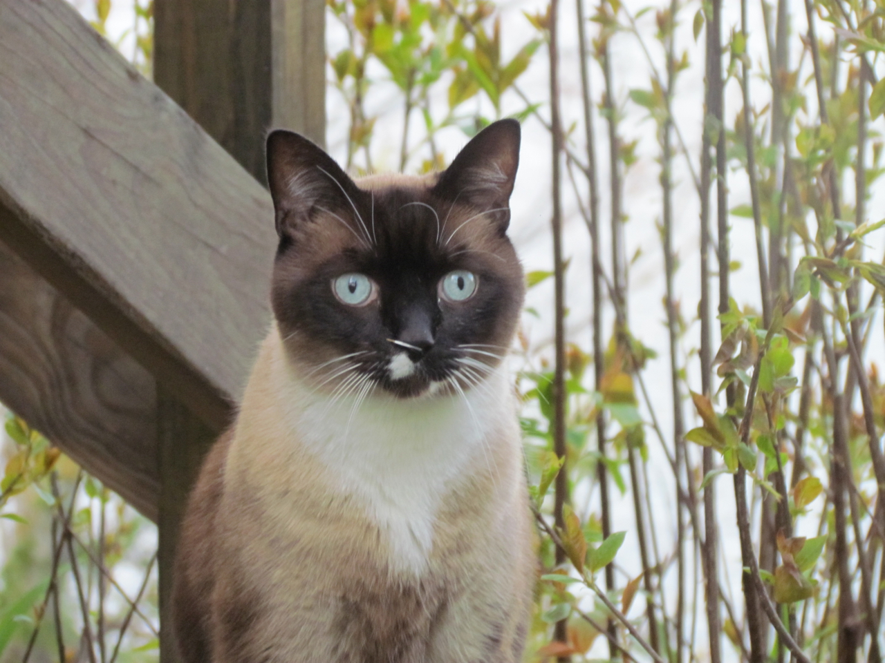 Scuppa, Snowshoe Siamese  (user submitted)