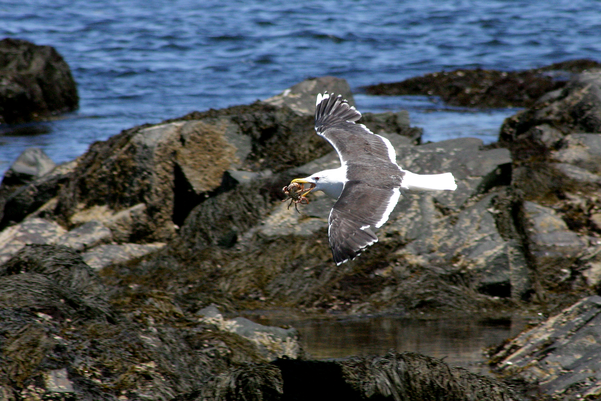 Sea Gull Gets Crab Lunch (user submitted)