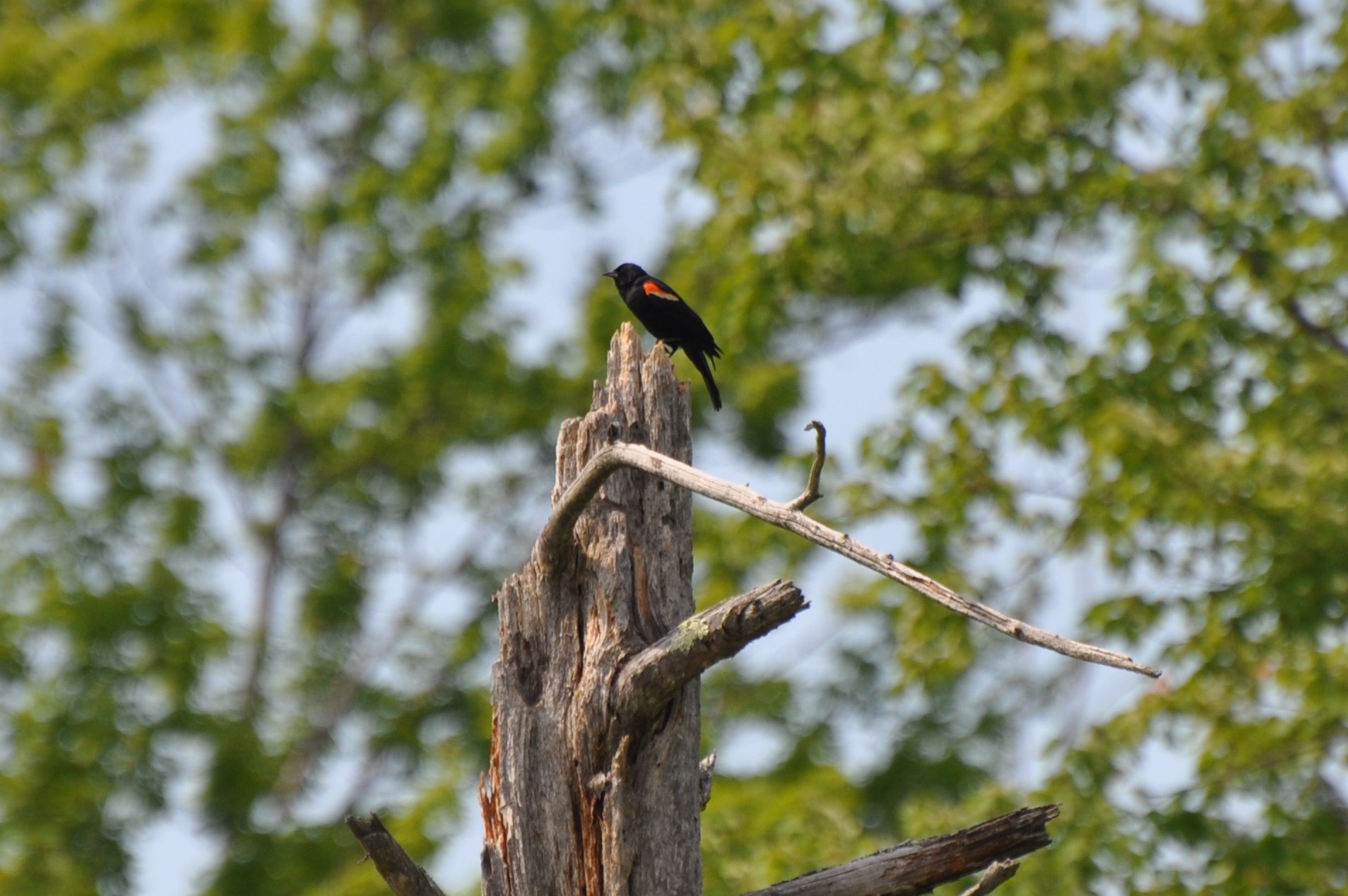 Red Winged Black Bird (user submitted)