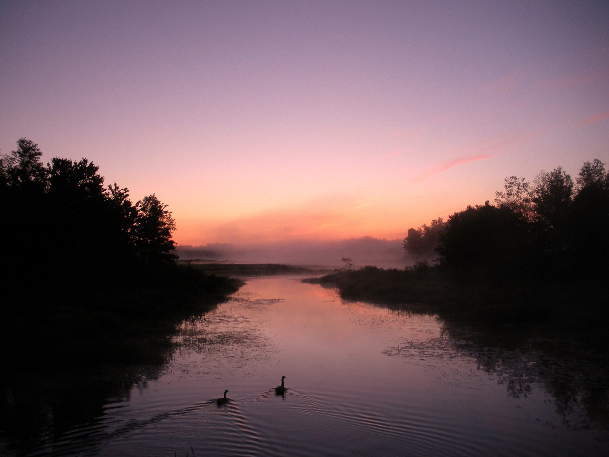 Ducks At Dawn (user submitted)