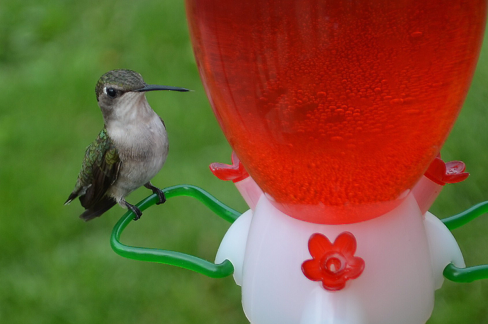 Hungry, Hungry Hummingbird (user submitted)
