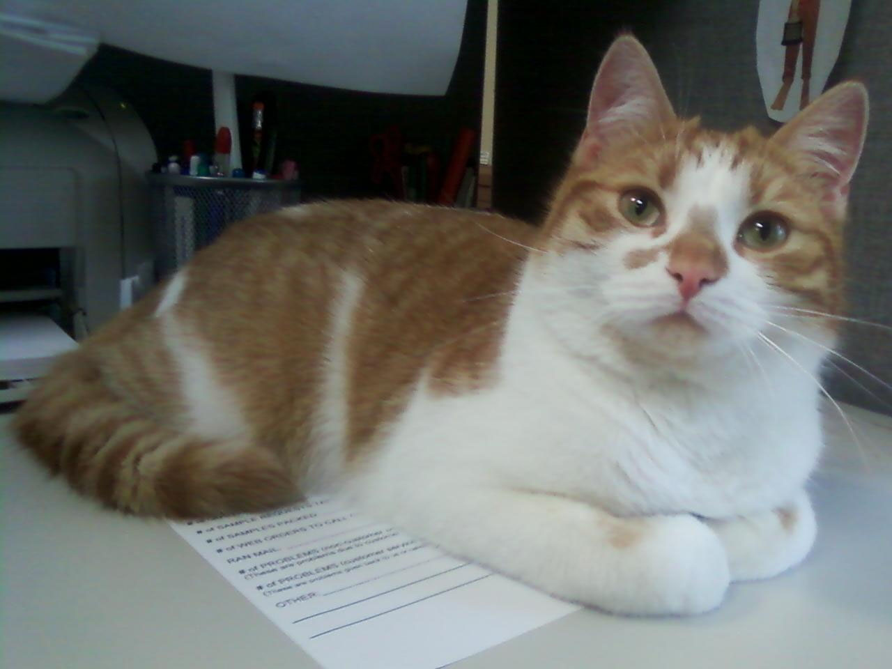 Simon Helping At The Office (user submitted)