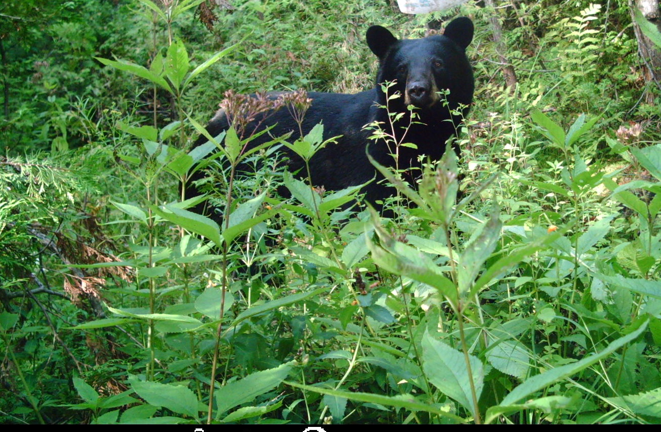 Maine Black Bear (user submitted)