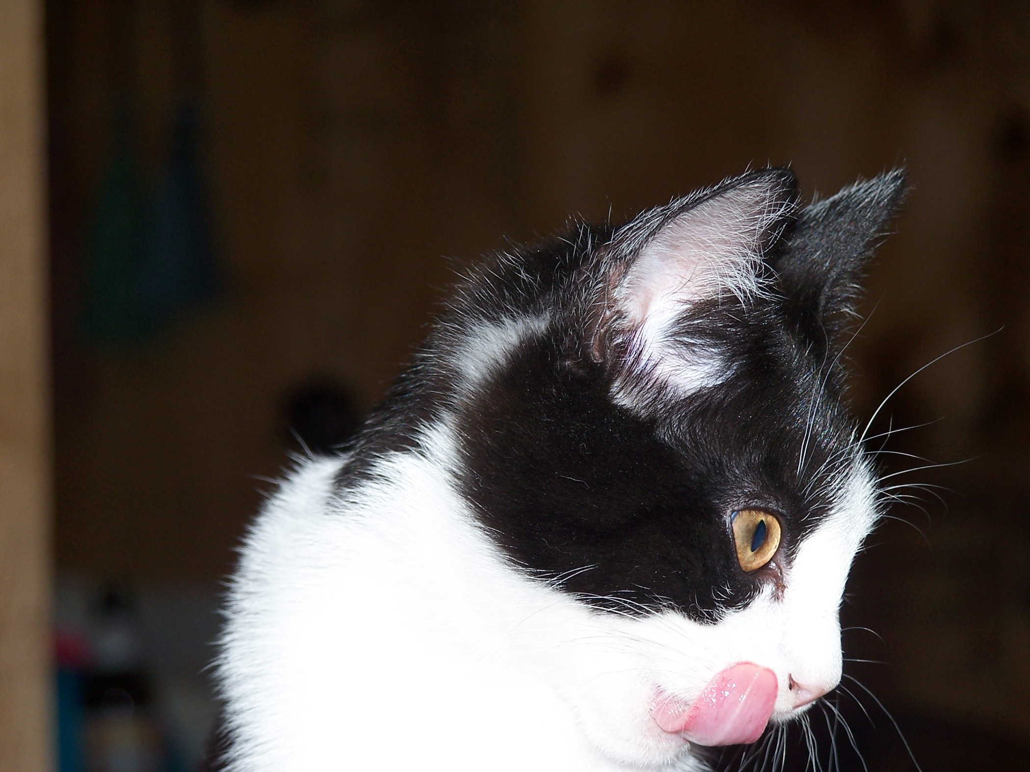 Alley Cat New England