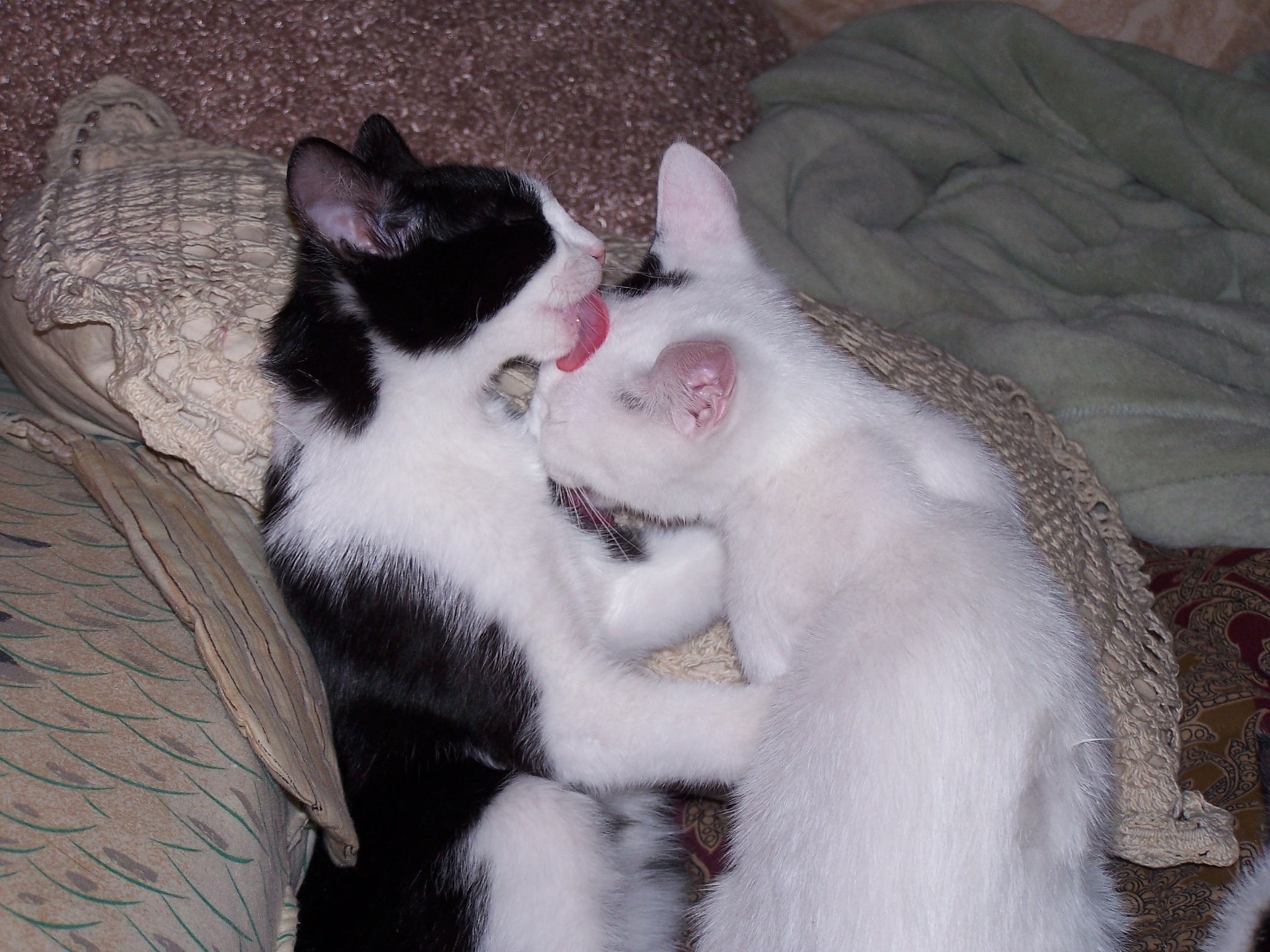 Kitty Love (user submitted)