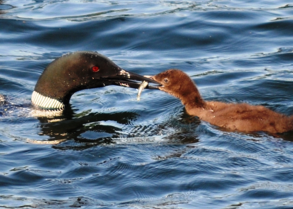Loon Feeding (user submitted)