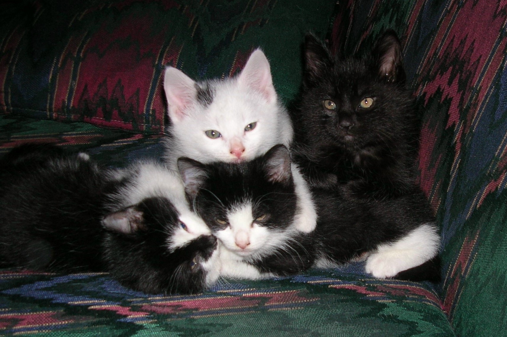 Pile Of Kitties (user submitted)