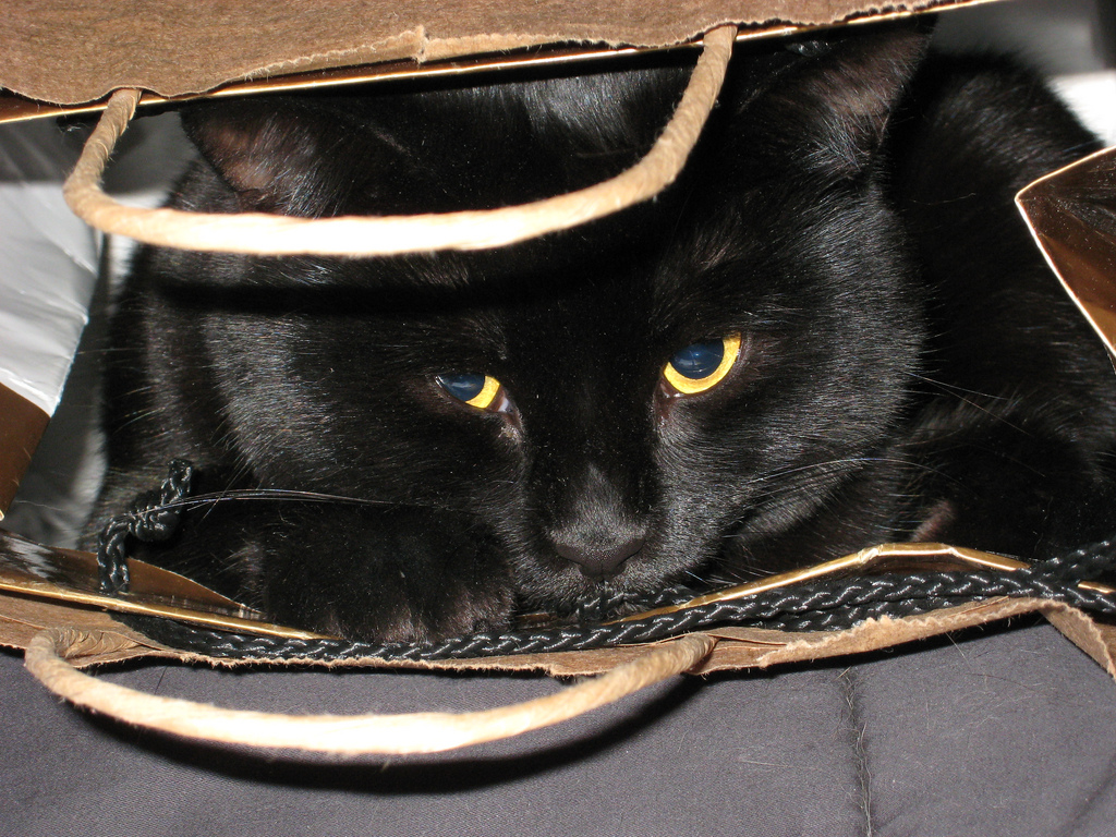 Black Cat, Brown Bag (user submitted)